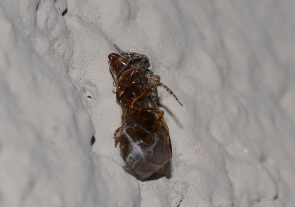 Lasius sp. predata da ragno